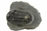 Detailed Hollardops Trilobite Fossil - Ofaten, Morocco #340234-2